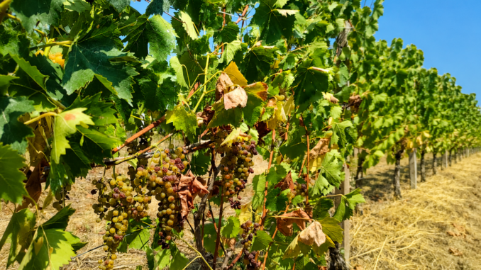 Moscato d&rsquo;Asti, l&rsquo;appello dei Comuni: &laquo;Anticipare la vendemmia&raquo;