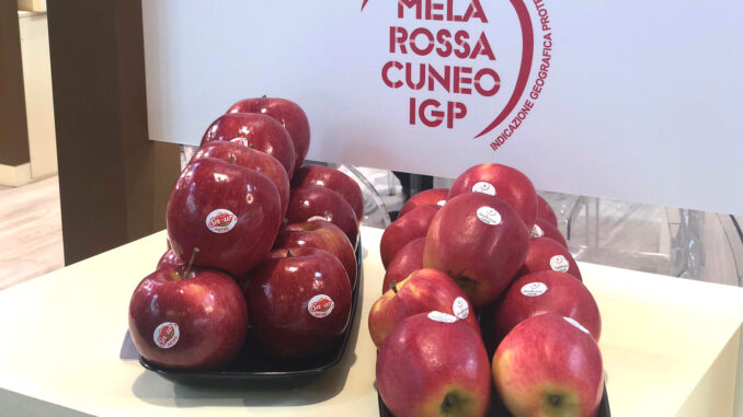 Mele, raccolta al via con otto giorni d'anticipo nel Cuneese