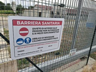 Peste suina, Cia Cuneo denuncia: «Prezzi penalizzati senza ragione»