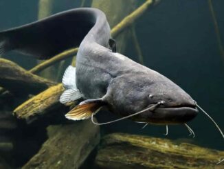 Pesce siluro, al Museo di Torino la mostra sull'invasione silenziosa