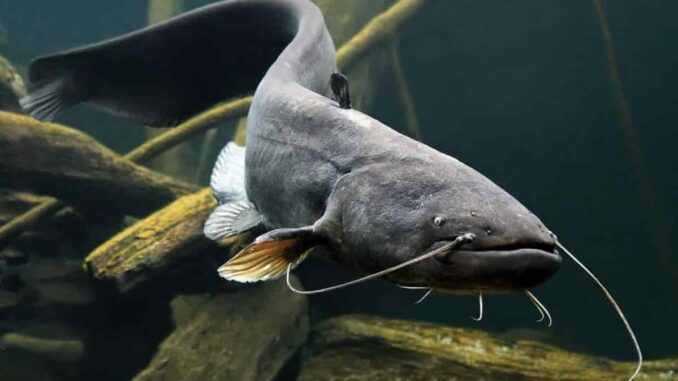 Pesce siluro, al Museo di Torino la mostra sull'invasione silenziosa