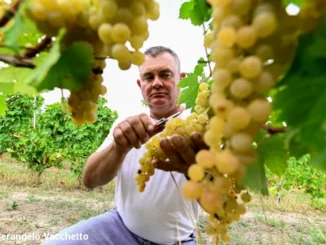 Tradizione / La vendemmia, ieri e oggi, la fatica, il premio e il tempo dello stare insieme 6