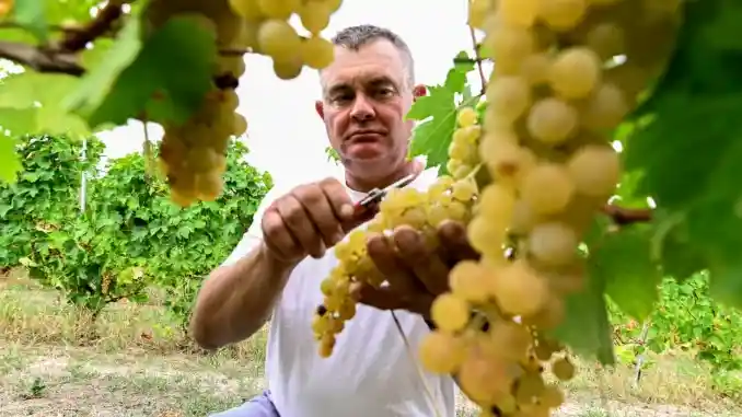 Tradizione / La vendemmia, ieri e oggi, la fatica, il premio e il tempo dello stare insieme 6