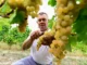Tradizione / La vendemmia, ieri e oggi, la fatica, il premio e il tempo dello stare insieme 6