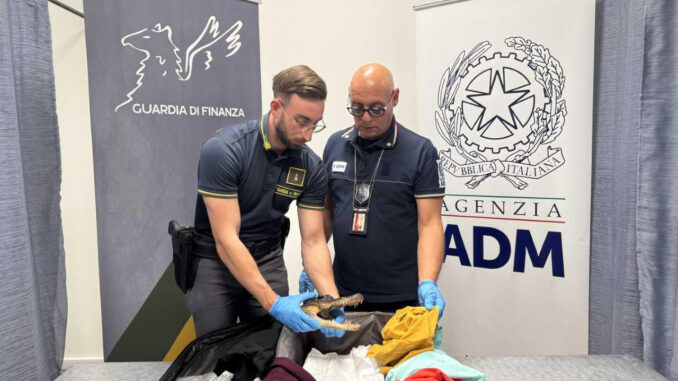 Un testa di coccodrillo in valigia: fermato un passeggero italiano all'aeroporto di Caselle 1