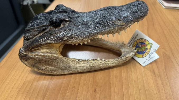 Un testa di coccodrillo in valigia: fermato un passeggero italiano all'aeroporto di Caselle 3