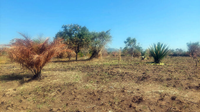 L'appello: Siccità in Uganda: si cercano fondi per l’acquisto di cibo 1