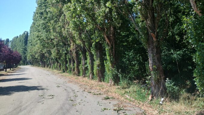 Sui pioppi cipressini il Consiglio comunale di Mont&agrave; si scalda