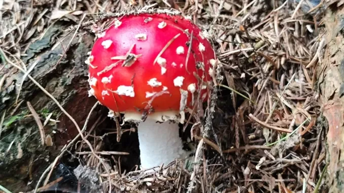Funghi freschi spontanei: &egrave; attivo sino al 31 dicembre il servizio di controllo gratuito dell&rsquo;Asl Cn2 1