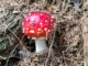 Funghi freschi spontanei: è attivo sino al 31 dicembre il servizio di controllo gratuito dell’Asl Cn2 1