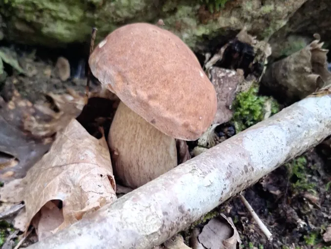 Funghi freschi spontanei: è attivo sino al 31 dicembre il servizio di controllo gratuito dell’Asl Cn2