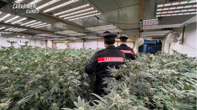 Bra: operazione antidroga &laquo;Oro verde&raquo;: 8 arresti e 340 chili sequestrati