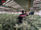 Bra: operazione antidroga «Oro verde»: 8 arresti e 340 chili sequestrati