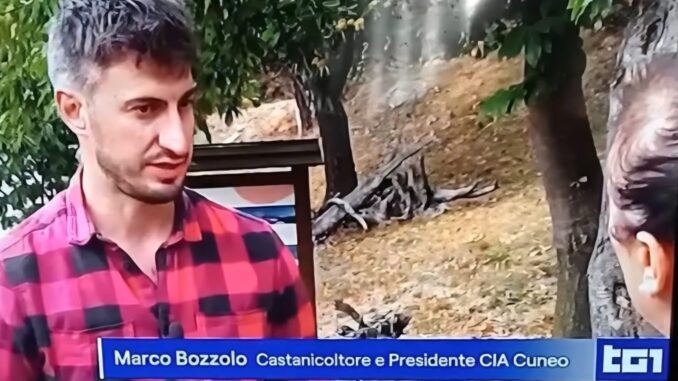 Castanicoltura, Bozzolo al Tg1: &laquo;Recuperare i castagneti abbandonati&raquo;