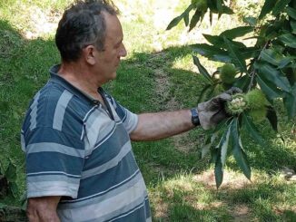 Castagna Cuneo Igp: tradizione, benessere e alimentazione moderna