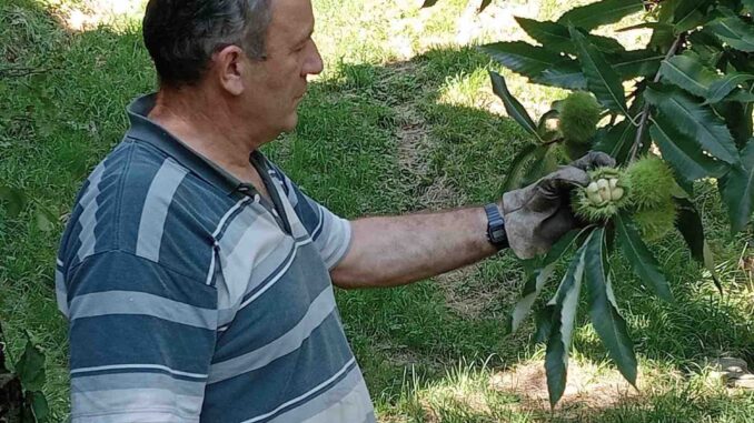 Castagna Cuneo Igp: tradizione, benessere e alimentazione moderna