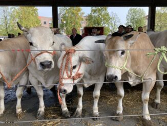 Alba: in piazza Prunotto torna la Grande rassegna dei bovini piemontesi