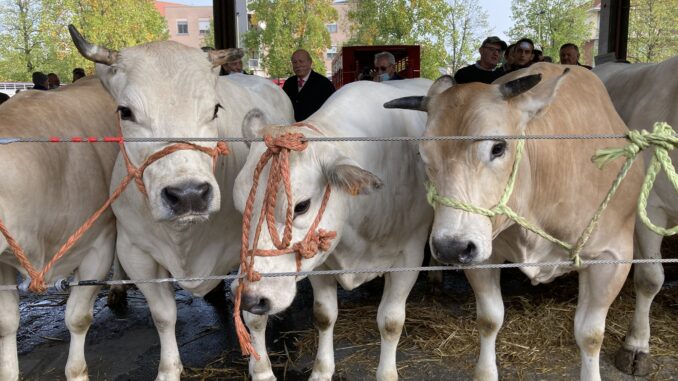 Alba: in piazza Prunotto torna la Grande rassegna dei bovini piemontesi