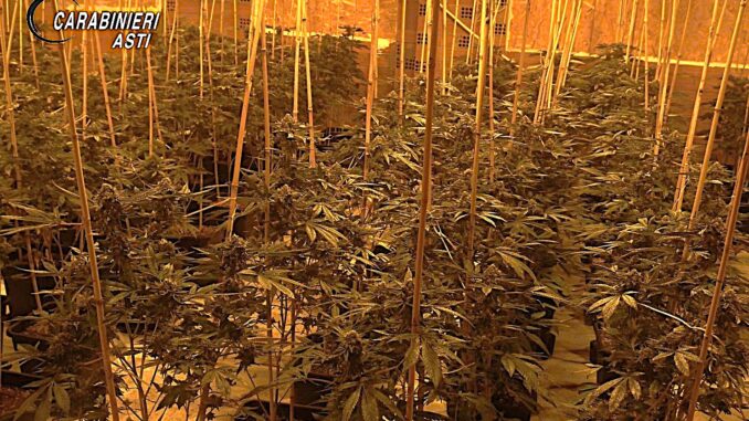 Asti / Prosegue l'indagine dei Carabinieri sul traffico di droga: scoperta una piantagione con oltre 1.200 piante di marijuana 2
