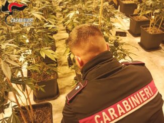 Asti / Prosegue l'indagine dei Carabinieri sul traffico di droga: scoperta una piantagione con oltre 1.200 piante di marijuana