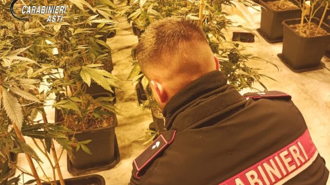 Asti / Prosegue l'indagine dei Carabinieri sul traffico di droga: scoperta una piantagione con oltre 1.200 piante di marijuana