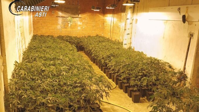 Asti / Prosegue l'indagine dei Carabinieri sul traffico di droga: scoperta una piantagione con oltre 1.200 piante di marijuana 1
