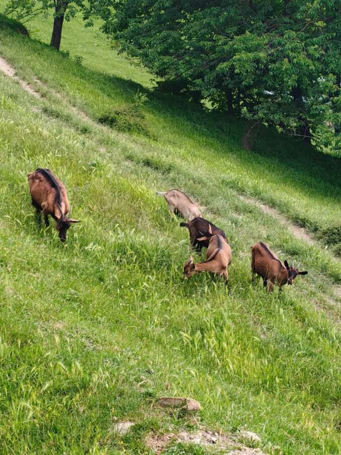 A Murazzano gli stessi pascoli per tre razze in via di estinzione 2