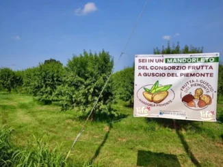 Nuovo raccolto di noci e mandorle del Piemonte: la Life di Sommariva Perno continua a crederci