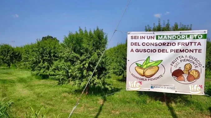 Nuovo raccolto di noci e mandorle del Piemonte: la Life di Sommariva Perno continua a crederci