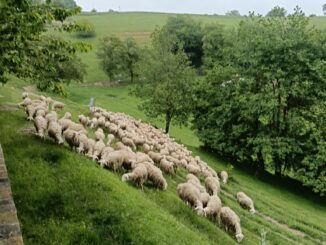 A Murazzano gli stessi pascoli per tre razze in via di estinzione