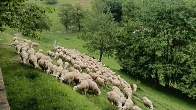 A Murazzano gli stessi pascoli per tre razze in via di estinzione