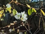 Il prodigio di Bra: si rinnova la fioritura del pruno della Madonna dei fiori che sfida il freddo 4