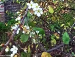 Il prodigio di Bra: si rinnova la fioritura del pruno della Madonna dei fiori che sfida il freddo 3