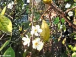 Il prodigio di Bra: si rinnova la fioritura del pruno della Madonna dei fiori che sfida il freddo 2