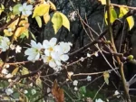 Il prodigio di Bra: si rinnova la fioritura del pruno della Madonna dei fiori che sfida il freddo 1