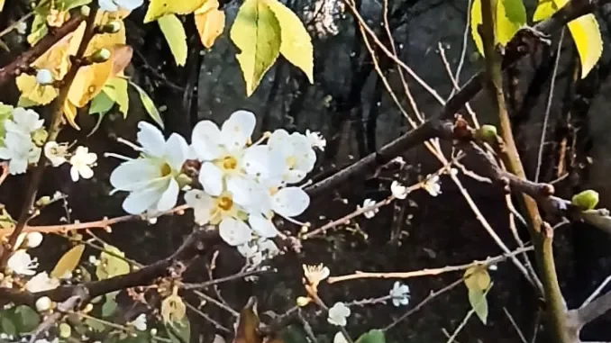 Il prodigio di Bra: si rinnova la fioritura del pruno della Madonna dei fiori che sfida il freddo 1