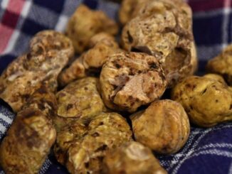 Tartufi, al via la stagione delle fiere: bando aperto fino al 15 dicembre
