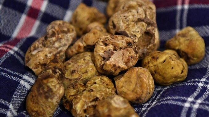 Tartufi, al via la stagione delle fiere: bando aperto fino al 15 dicembre
