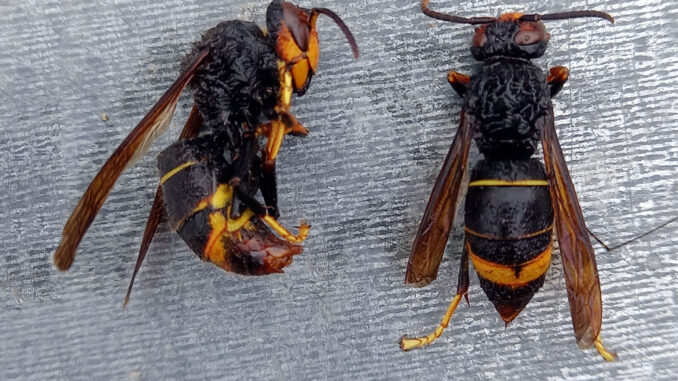 La vespa velutina si sta avvicinando ai vigneti delle Langhe