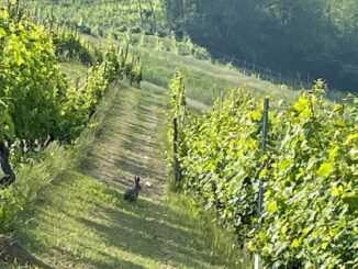 Vino piemontese in crisi, Cia convoca gli Stati generali a Pollenzo