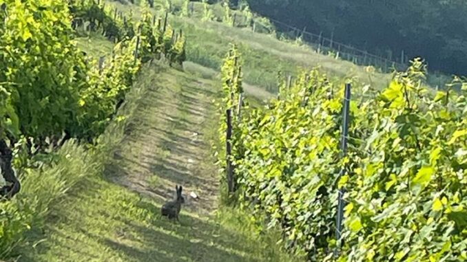 Vino piemontese in crisi, Cia convoca gli Stati generali a Pollenzo