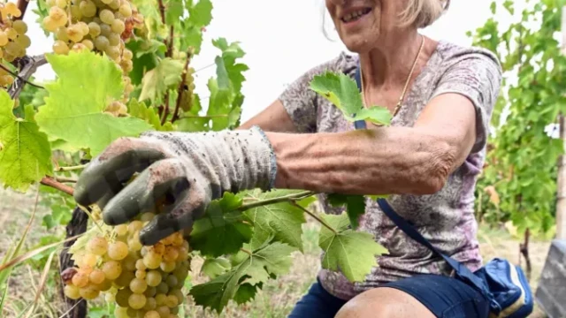Tradizione / La vendemmia, ieri e oggi, la fatica, il premio e il tempo dello stare insieme