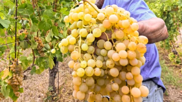Tradizione / La vendemmia, ieri e oggi, la fatica, il premio e il tempo dello stare insieme 1