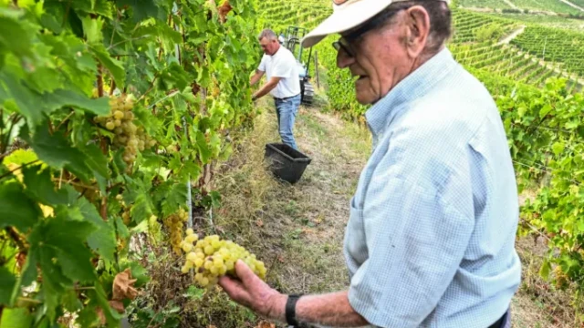 Tradizione / La vendemmia, ieri e oggi, la fatica, il premio e il tempo dello stare insieme 2