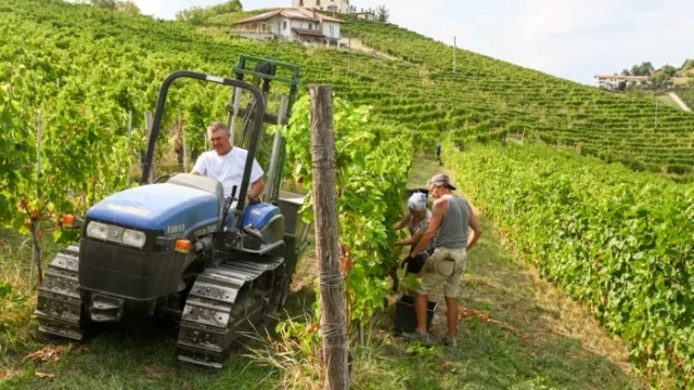 Tradizione / La vendemmia, ieri e oggi, la fatica, il premio e il tempo dello stare insieme 3