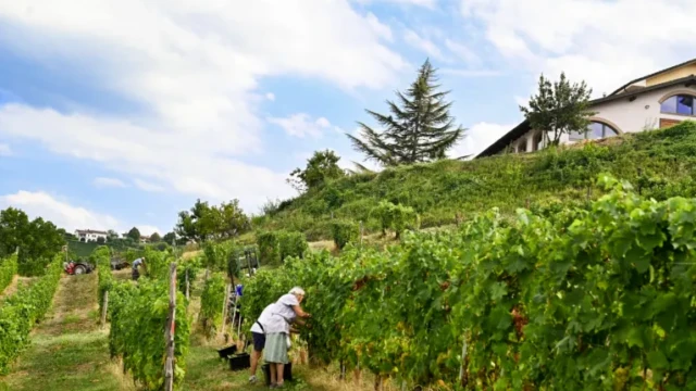 Tradizione / La vendemmia, ieri e oggi, la fatica, il premio e il tempo dello stare insieme 5