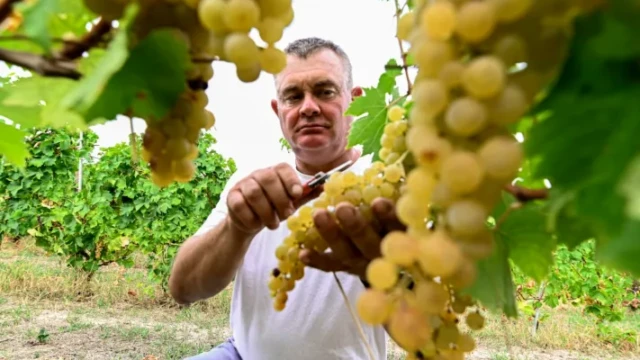 Tradizione / La vendemmia, ieri e oggi, la fatica, il premio e il tempo dello stare insieme 6