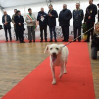 Fiera del tartufo di Canelli 10