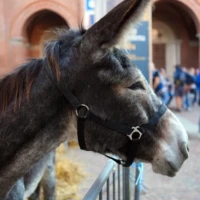 La diretta / Ad Alba si corre il Palio degli asini 9