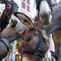 La diretta / Ad Alba si corre il Palio degli asini 8